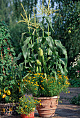 Zuckermais (Zea mays) unterpflanzt mit Tagetes tenuifolia