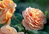 Englische Rose 'Ellen' (Aprikosenduft)