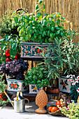 Toscana balcony, basil, Salvia officinalis