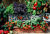 Basil 'Oasis' 'Orient' (Ocimum basilicum), Tomato 'Balcony Red'.