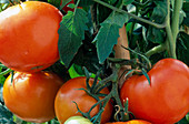 Tomate 'Carotina' (Lycopersicon)