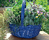 Blue basket with herbs: thyme (Thymus), lavender (Lavandula)