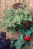 Origanum vulgare ‘Country Cream’ (weissbunter Oregano)