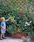 Kind pflückt Himbeeren