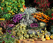 Asters, Dendranthema, Brassica, Hedera, Calluna, Carex, Helichrysum angustifolium