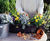 Step 4: Planting the box with autumn flowers