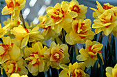 Narcissus - Hybr. 'Tahiti'