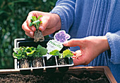 Step 1: Take seedlings from plastic pallet
