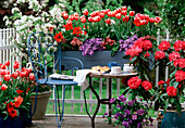 Tulip 'Merry Widow', Campanula