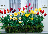 Tulips and daffodils