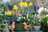 Wire basket with daffodils, tulips