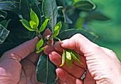 Laurus (laurel): Young shoots to no later than