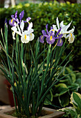 Iris hollandica (Holland iris)