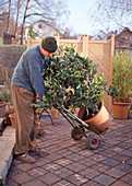 Overwintering potted plants
