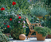 Rose, Ipomoea, Abutilon, Chrysanthemum