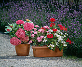 Hydrangeas, geranium varieties