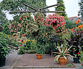 Fuchsia ampules