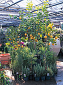 Gärtnerei mit Kübelpflanzen