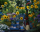 Helianthus (sunflower), Petunia (Petunia)