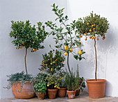 Citrus X mitis (Calamondin), Kumquat, Citrus
