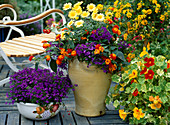 Lobelia, LANTANA,