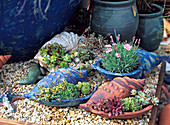 Planted clay shells, succulents and carnations