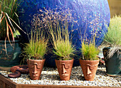 Pots with grasses