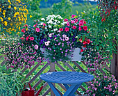 Impatiens hybrid, Dianthus