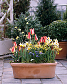 Tulipa 'Plaisir', Jasminum nudiflorum (Winter Jasmine)
