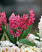 Hyacinthus orientalis