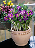 Crocus vernus