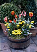 Faß mit Tulpen, Narzissen, Iris und Blaustern