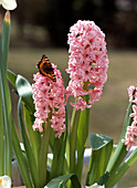 Hyacinthus orientalis