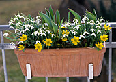 Galanthus nivalis