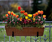 Tulip hybrids
