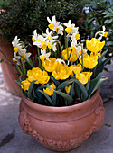 Narcissus 'Jack Snipe', Tulipa 'Kareol'