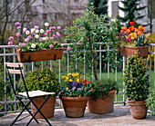 Spring balcony with Primula denticulata