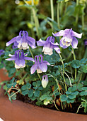 Aquilegia flabellata 'Mini Star'