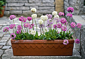 Balkonkasten mit Primula denticulata