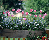 Frühlingsbalkon mit Myosotis (Vergissmeinnicht), Tulipa (Tulpen)