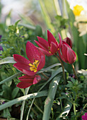 Tulipa pulchella