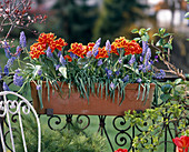 Muscari hybrid, Tulipa hybrid