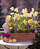 Narcissus, Hyacinth, Primrose, Galanthus, Viola