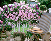 Petunia Celebrity 'Niagara Mix' (petunia) in balcony box