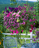 Petunia 'Happy Dream', Pelargonium