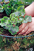 Hanging Basket Planting: Press down young plants