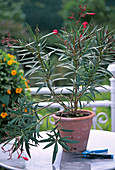 Cut back oleander heavily for rejuvenation