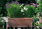 Wildflower box with Brachyscome iberidifolia