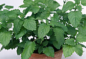 Lemon balm