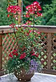 Pot with rose, carnations, white daisy